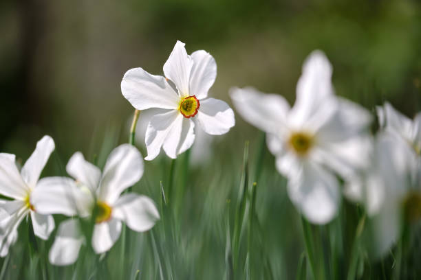 istock White tender narcissus flowers blooming in spring sunny garden 1387656099