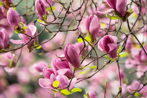 istock magnolia flowers tree in garden 1387656573