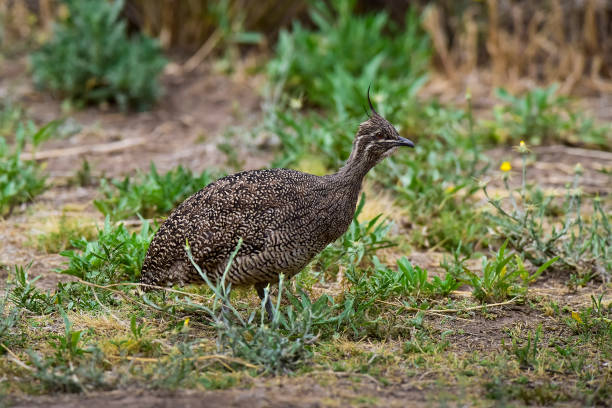 istock Elegant crested tinamou, Eudromia elegans, Pampas grassland environment, La Pampa province, Patagonia, Argentina. 1387656812