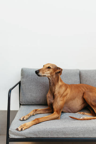 istock Brown mixed breed dog relaxing on a couch indoors 1387657989