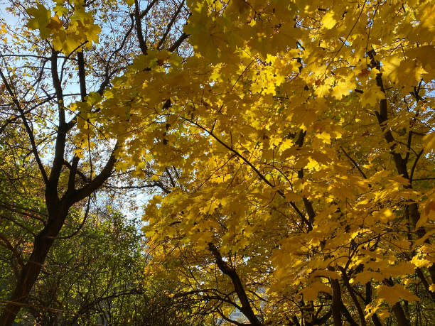 istock yellow maple leafs on tree at dry sunny autumn day 1387658321