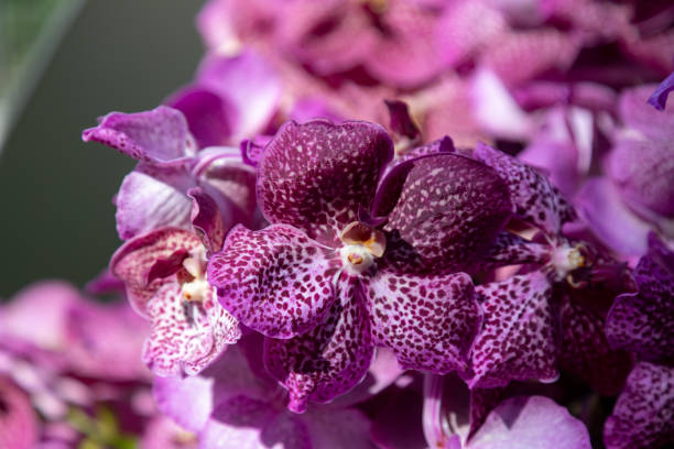 istock Purple orchid flower Vanda Coerulea close-up. Natural natural background. Selective focus 1387658917