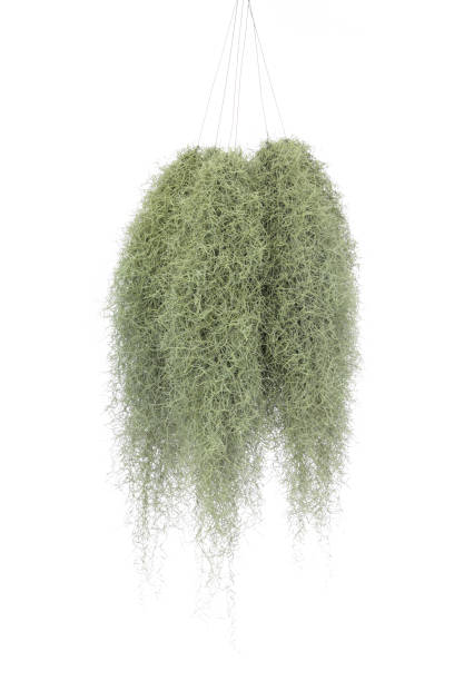 Green Spanish Moss, Grandpas Beard plant, Tillandsia crocata, hanging and isolated on white background. Green Spanish Moss, Grandpas Beard plant, Tillandsia crocata, hanging and isolated on white background. hanging moss stock pictures, royalty-free photos & images