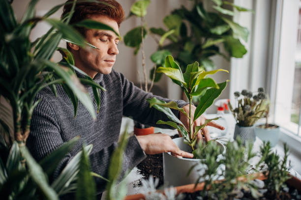 istock Readhead man planting house plants at home 1387661184