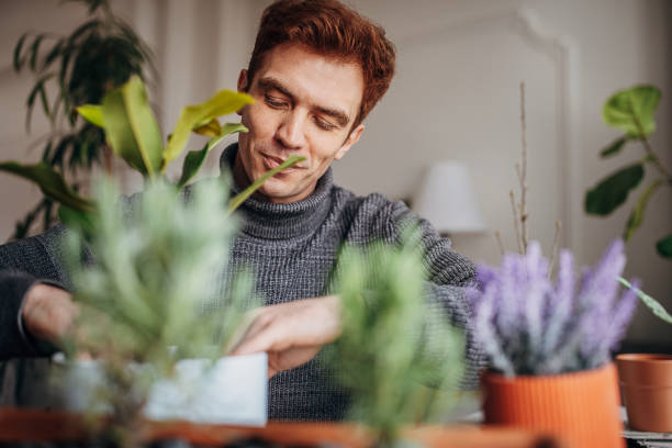 istock Readhead man planting house plants at home 1387662278