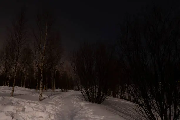 A night view of a snowy forest path by the frozen Kemijoki river, near Rovaniemi, Finland.