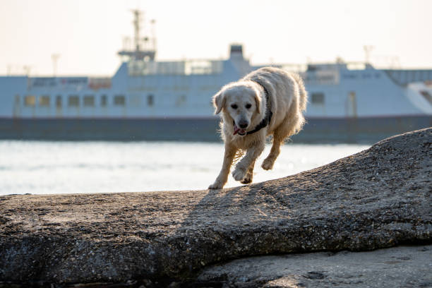 Golden Retriever on rocks with ferry in background