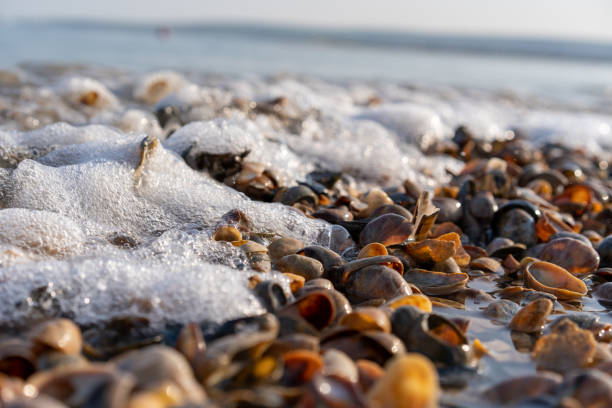 Sea waves washing up over shells