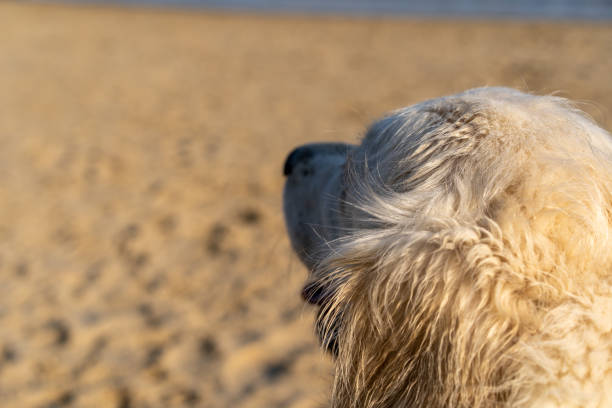 istock Golden Retriever Looking Out At Beach 1387663511