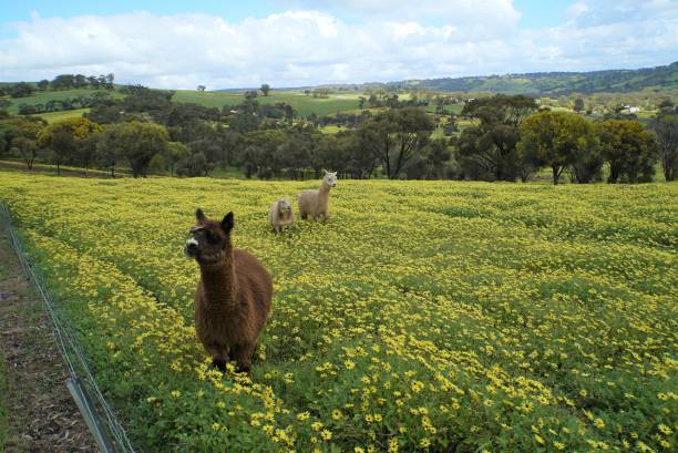 A tightknit group of two alpacas and a sheep wandering through a meadow on a farm in Toodyay, Western Australia during springtime.