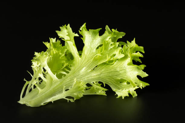 istock Fresh green lettuce leaf frieze on a black background 1387664864