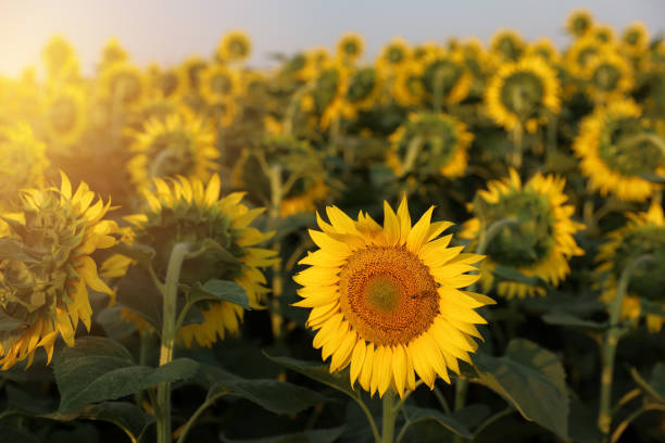 istock Unique flower on the sunflowers field 1387665391