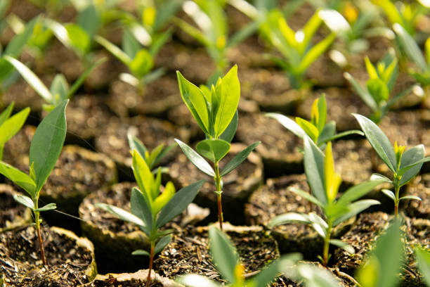 ユージェニア・インボルクラタ苗 - soil saprophyte ストックフォトと画像