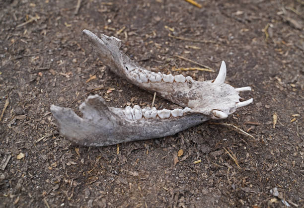 istock jaw bone of a deceased pig 1387666800