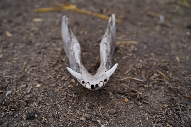 istock jaw bone of a deceased pig 1387666876