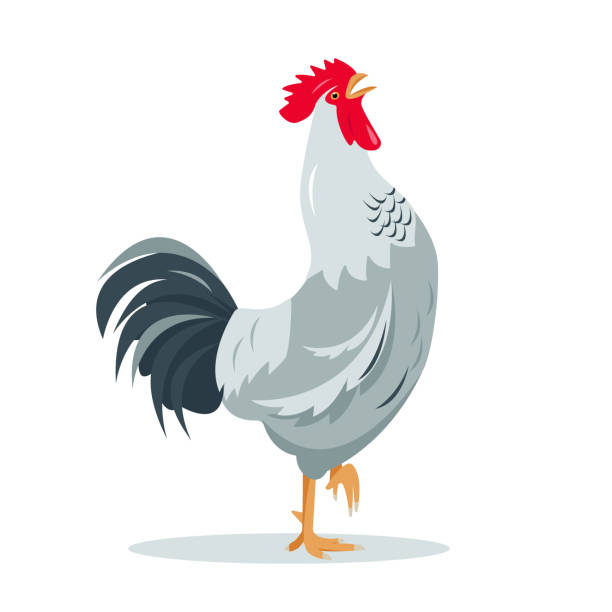 Gray Crying rooster poultry bird icon for farm or village design. Gray Rooster bird isolated on white background. Crying rooster poultry icon for farm or village design. Vector flat or cartoon illustration. rooster stock illustrations