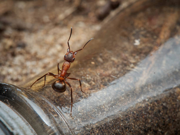istock Ant - Formica rufa - in its natural forest habitat 1387667452