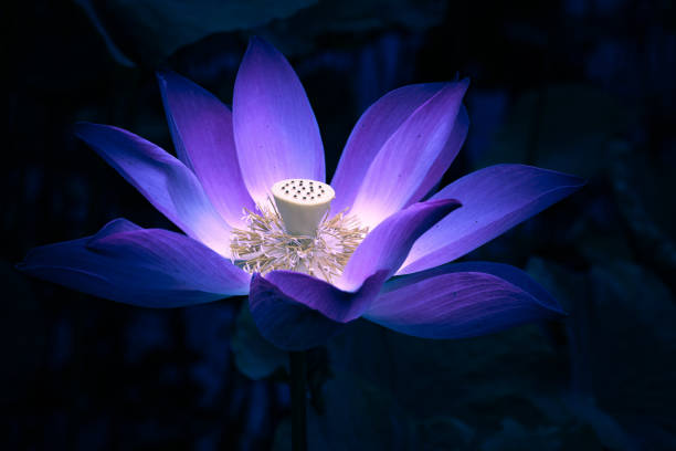 Lotus flower glowing over dark background. Close-up photo with soft selective focus and tonal filter effect