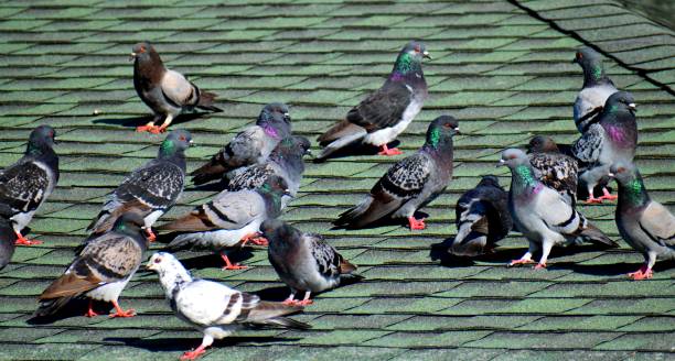 istock Pigeons in the wild background 1387667614