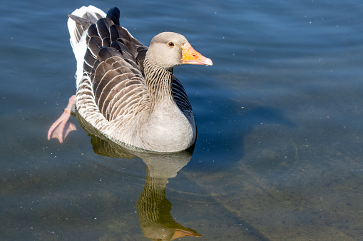 Greylag Geese on The Serpentine at Hyde Park in City of Westminster, London