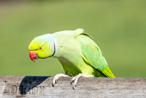 Blue and green Lovebird parrots sitting together on a tree branch,Lovebird Kiss,Image with Grain.