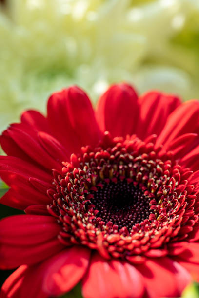 istock Red Aster flowers in bloom. 1387669287