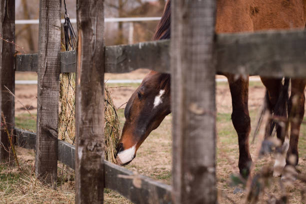 horse eating hay from slow feeder outdoors - horse net bildbanksfoton och bilder