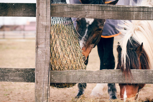 horses eating hay from slow feeder outdoors - horse net hay bildbanksfoton och bilder