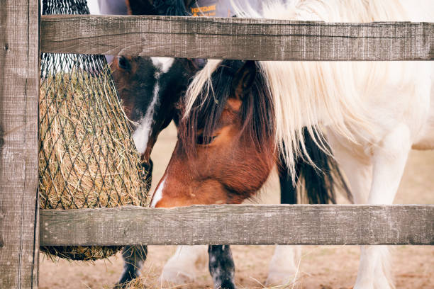 horses eating hay from slow feeder outdoors - horse net hay bildbanksfoton och bilder