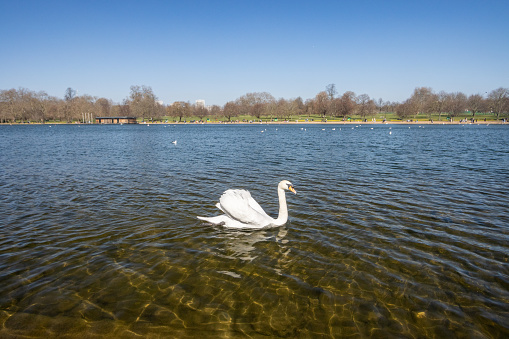 White mute swan coming close for food in November