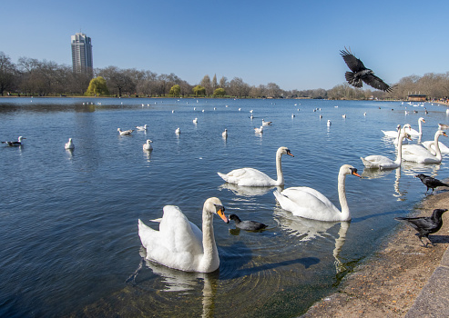 Swan on a blue lake