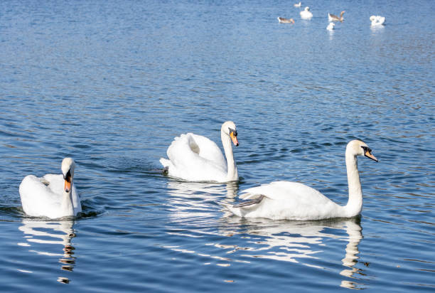 mute swan en the serpentine en hyde park en la ciudad de westminster, londres - cisne blanco comun fotografías e imágenes de stock