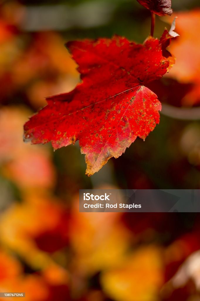Natures ever changing palette of colour. A beautiful red maple leaf in full Fall colour on a sunny  afternoon in New Brunswick Canada. Aura Stock Photo