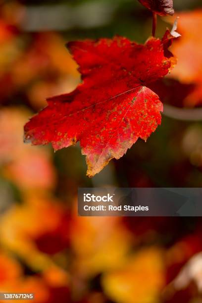 Natures Ever Changing Palette Of Colour Stock Photo - Download Image Now - Aura, Autumn, Backgrounds