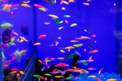 assortment of Danio Glo or Danio Glofish on blue background in aquarium
