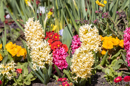 Hyacinth 'City of Haarlem' at Hyde Park in City of Westminster, London