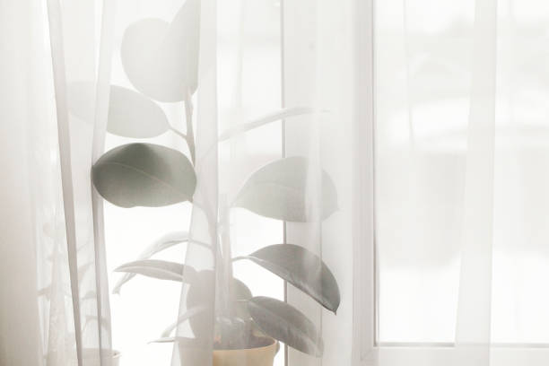 istock Decorative house plant in pot on windowsill with curtain with natural light.Creative nature background. gardening concept. Decoration of home interior 1387676802