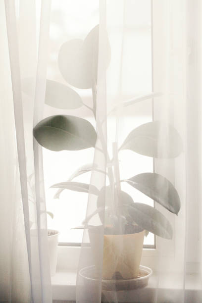 istock Decorative house plant in pot on windowsill with curtain with natural light.Creative nature background. gardening concept. Decoration of home interior 1387676832