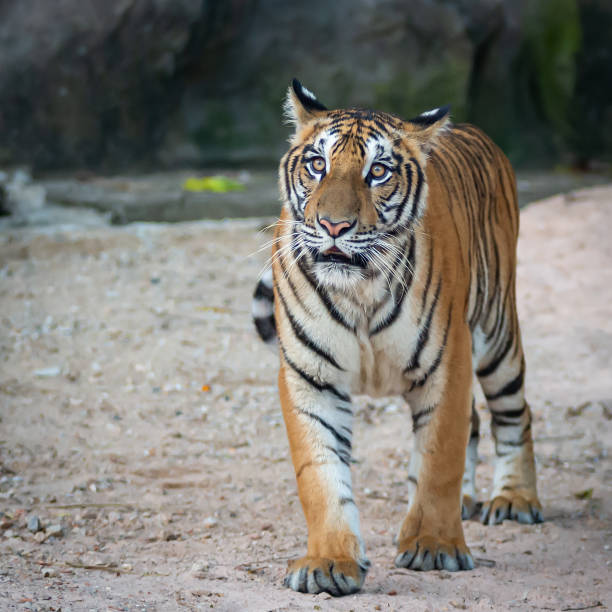 自然に虎の写真。 - tiger roaring danger power ストックフォトと画像