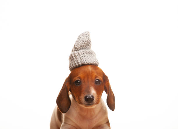 istock image of dog white background 1387676954