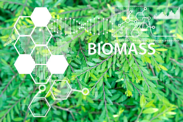 istock Using biomass and chemistry to conserve nature,Biomass for long-term conservation concept 1387678026