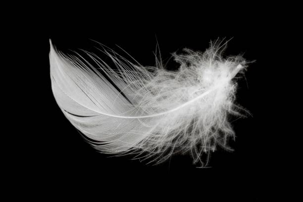 istock white duck feathers isolated on black background 1387679456