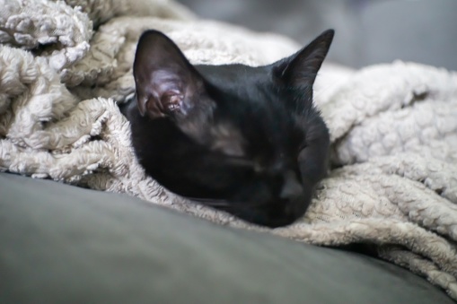 A black cat sleeps deeply under a blanket