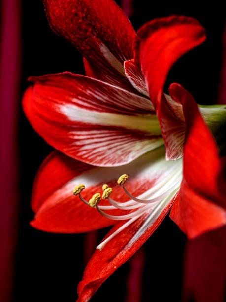 istock large red Amaryllis flowers bloom on the windowsill 1387679784