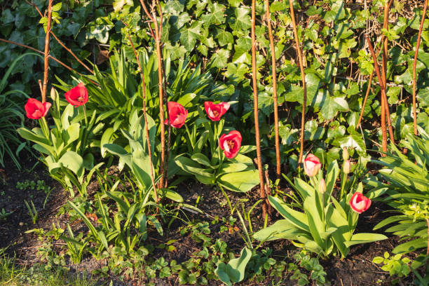 이른 봄을 자라는 정원 튤립 - lady tulip 뉴스 사진 이미지