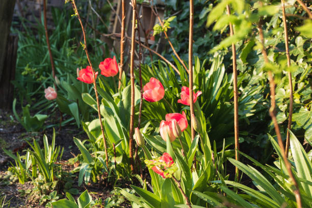 이른 봄을 자라는 정원 튤립 - lady tulip 뉴스 사진 이미지