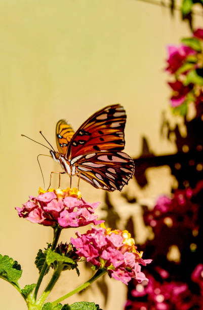 A monarch butterfly sits on a flower while eating its nectar. stock photo