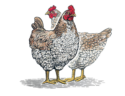 Group of two chickens, in engraved style.