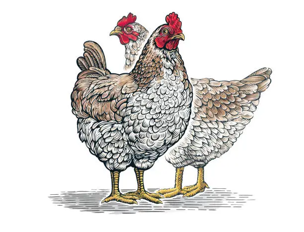 Vector illustration of Group of two chickens, in engraved style.