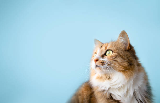 Fluffy cat looking to the side on light blue background. Cute long hair female calico or torbie cat staring at something. Pet on colored background with copy space. Selective focus on snout. longhair cat stock pictures, royalty-free photos & images